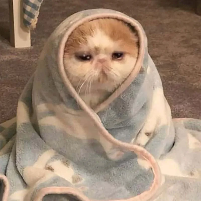 Meme sad cat sáng tạo và đáng yêu phù hợp mọi người