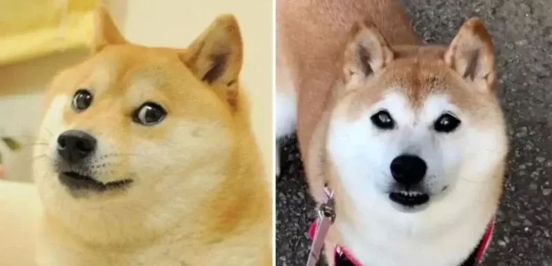 Meme chó Shiba cơ bắp với hình ảnh mạnh mẽ và hài hước