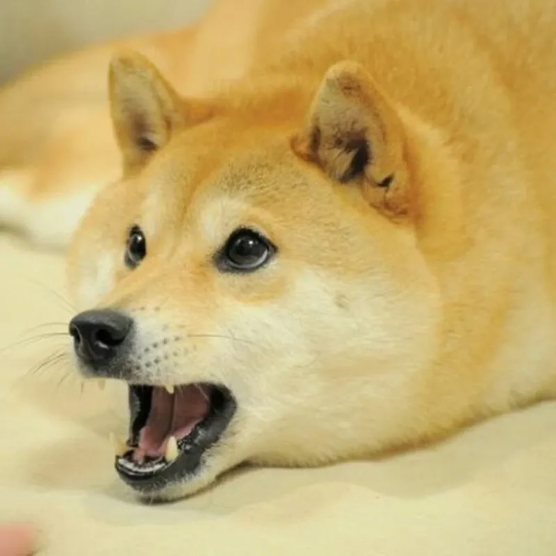 Ảnh chó Shiba meme dễ thương và phù hợp để chia sẻ