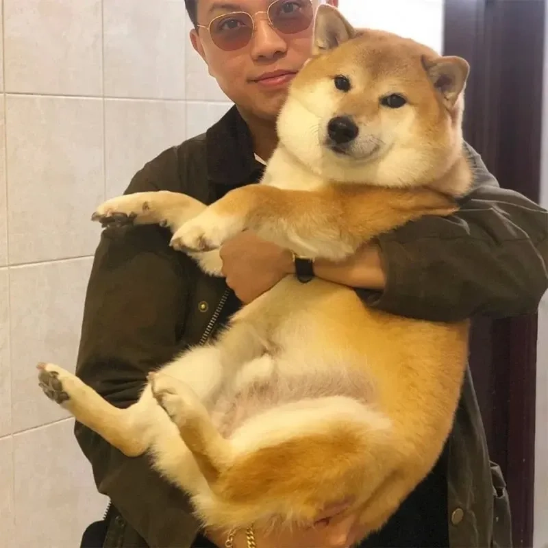 Hình nền chó Shiba meme dễ thương dành cho mọi người