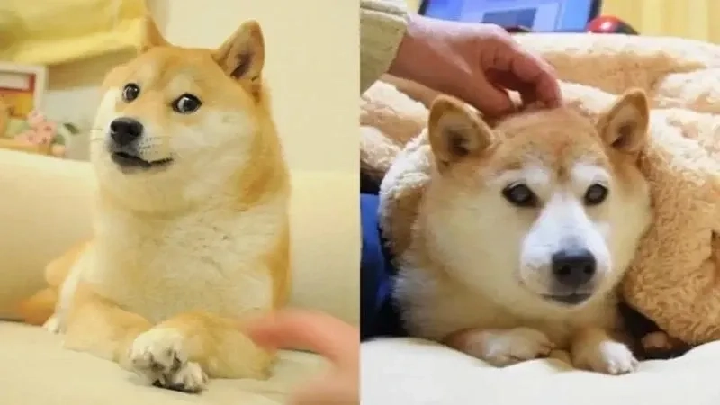 Meme Shiba Inu nổi bật với sự dễ thương và hài hước