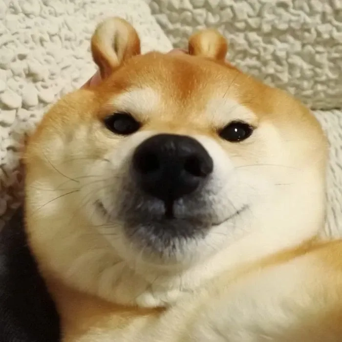 Doge Shiba Inu dog meme mang tính giải trí cao