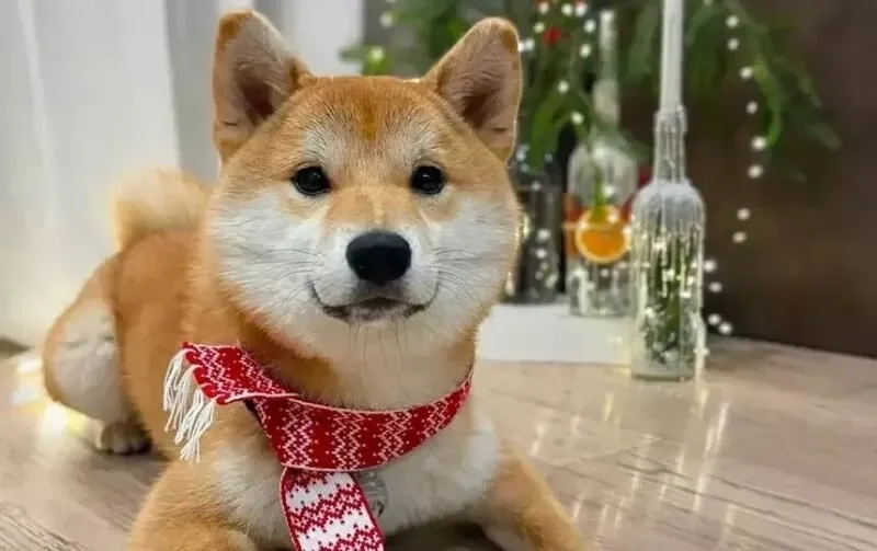 Meme dog Shiba đầy sáng tạo và dí dỏm cho mọi tình huống