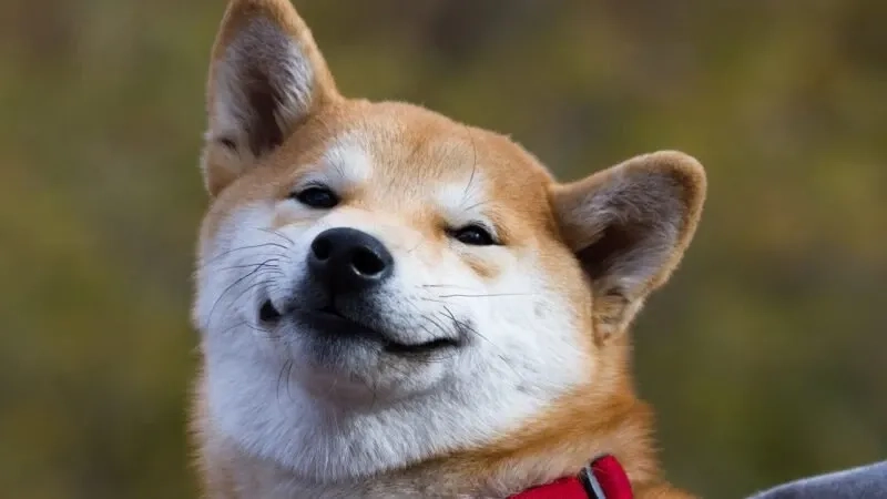 Shiba Inu dog meme với biểu cảm đa dạng và thú vị