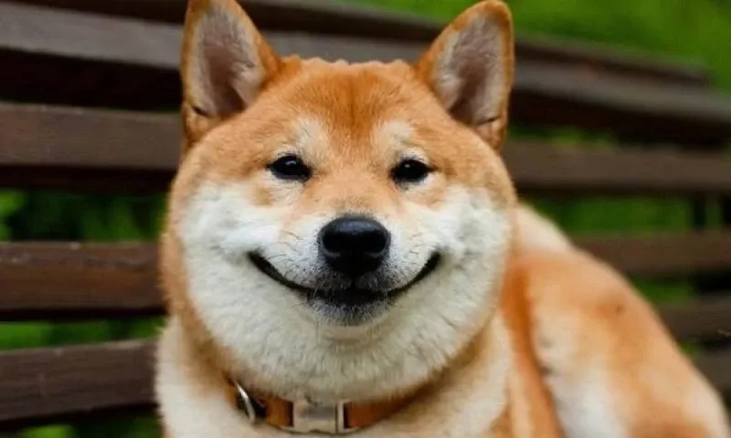 Dog meme Shiba độc đáo với nội dung hài hước