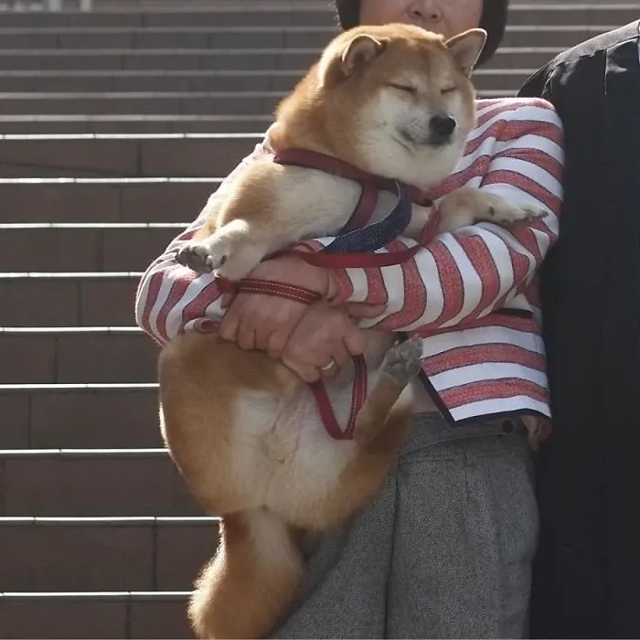 Dog Shiba meme dễ thương và được yêu thích