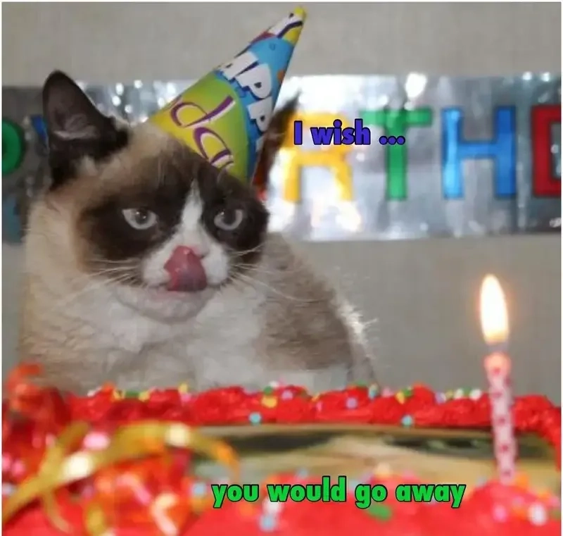 Cat happy birthday meme với biểu cảm hài hước và sáng tạo