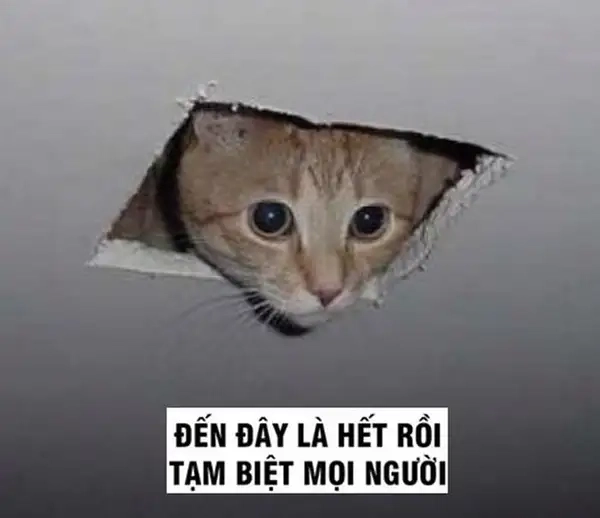 Bye bye meme mewing với phong cách hài hước đáng yêu