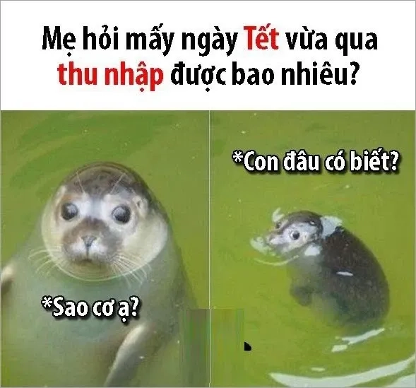 Meme mèo tết 2024 thú vị và sáng tạo chào đón năm mới