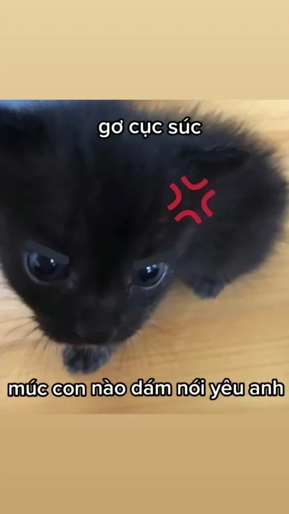 Meme mèo thả thính cực kỳ đáng yêu và hài hước