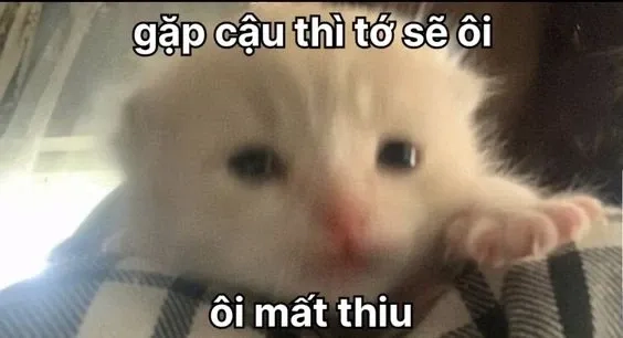 Bộ ảnh meme thả thính dễ thương thu hút sự chú ý