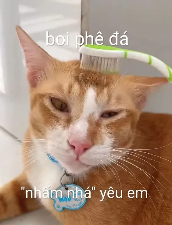 Bộ ảnh meme thả thính dễ thương thu hút sự chú ý