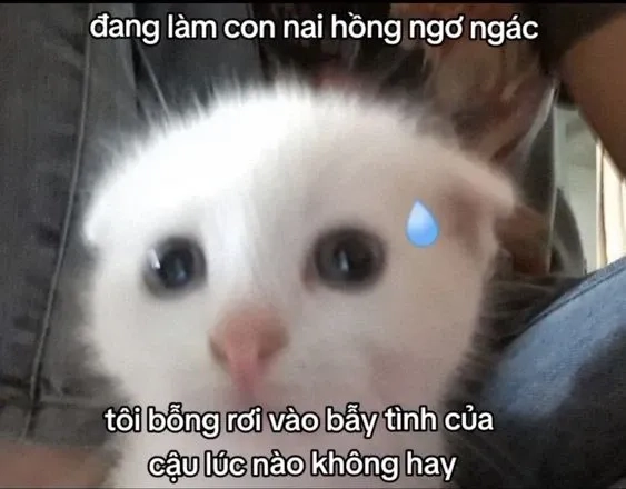 Ảnh thả thính meme sáng tạo cho crush bất ngờ