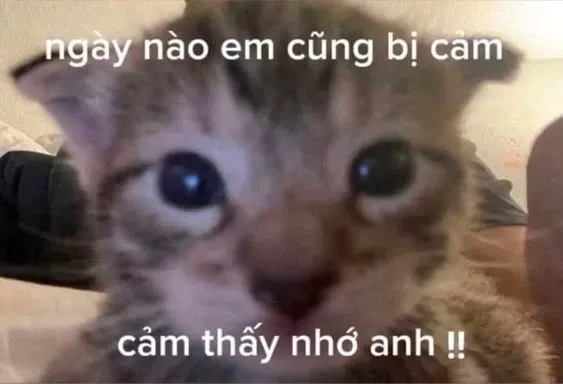 Hình meme cute tình yêu đáng yêu và vui nhộn