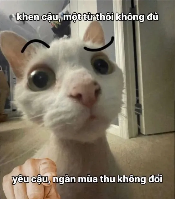 Ngồi im tình yêu sẽ đến meme với thông điệp vui nhộn