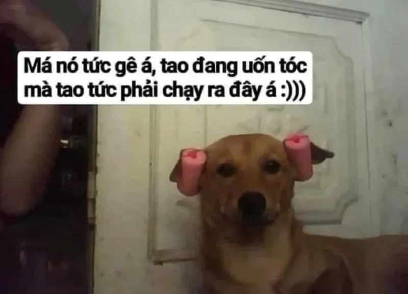 Hình meme vui hài hước để chia sẻ niềm vui với bạn bè