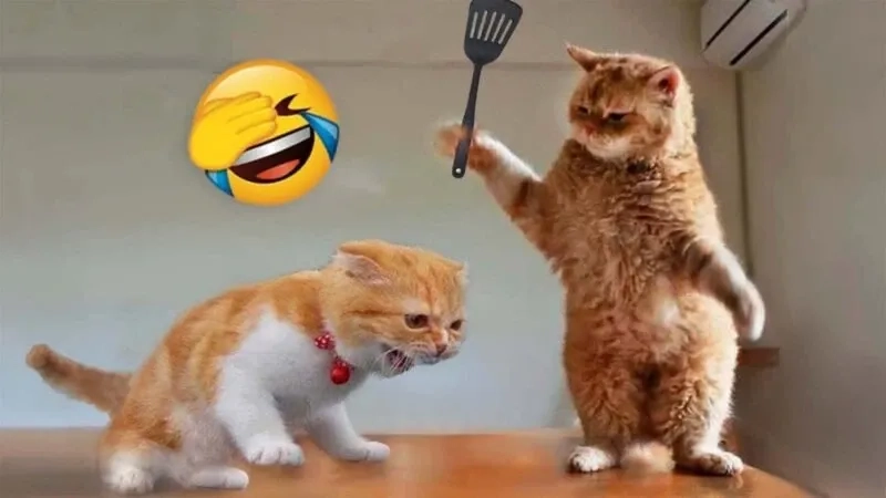 Năm mới vui vẻ meme hài hước gửi lời chúc tươi sáng