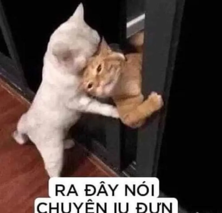 Meme tình bạn hài hước và thú vị dành cho mọi người