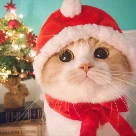 Meme ông già noel sáng tạo và độc đáo cho mùa lễ hội