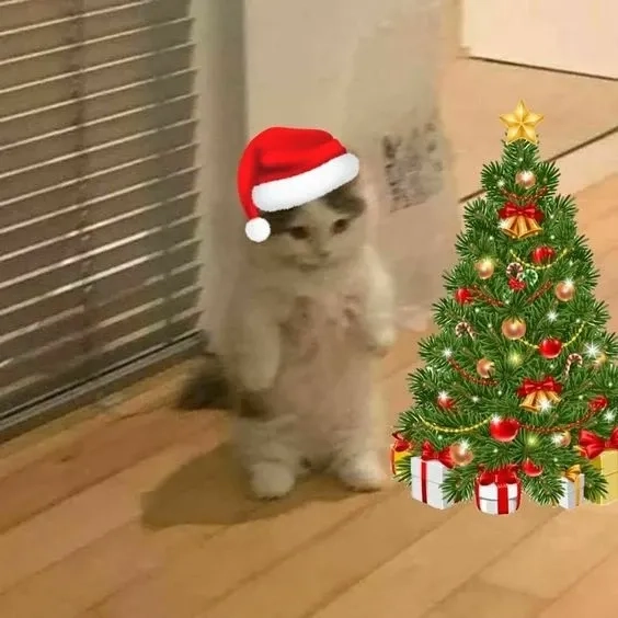 Meo khoc mèo noel meme ngộ nghĩnh mang lại tiếng cười