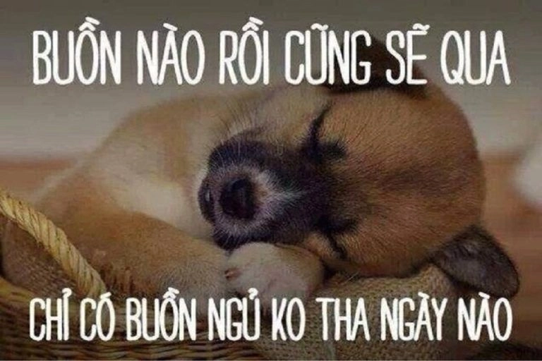 Ảnh đi ngủ meme thú vị và ngộ nghĩnh trong mọi hoàn cảnh