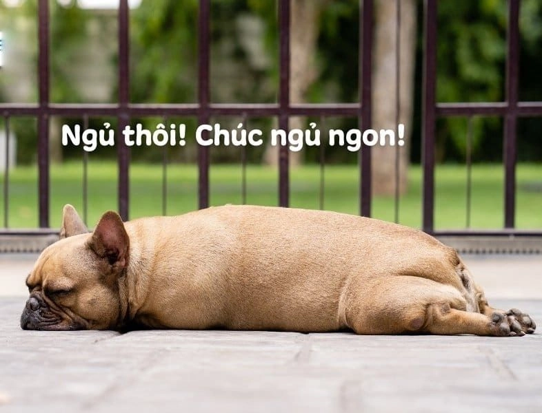 Ảnh meme chúc ngủ ngon thú vị và đáng yêu trong mọi tình huống