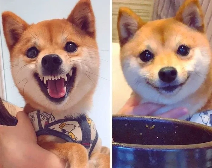 Ảnh meme chó shiba dễ thương và hài hước phù hợp để chia sẻ