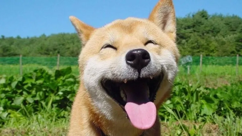 Hình ảnh chó shiba meme hài hước và sáng tạo khó quên