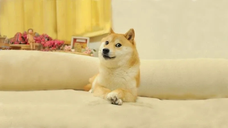 Shiba dog meme mang lại tiếng cười với hình ảnh thú vị