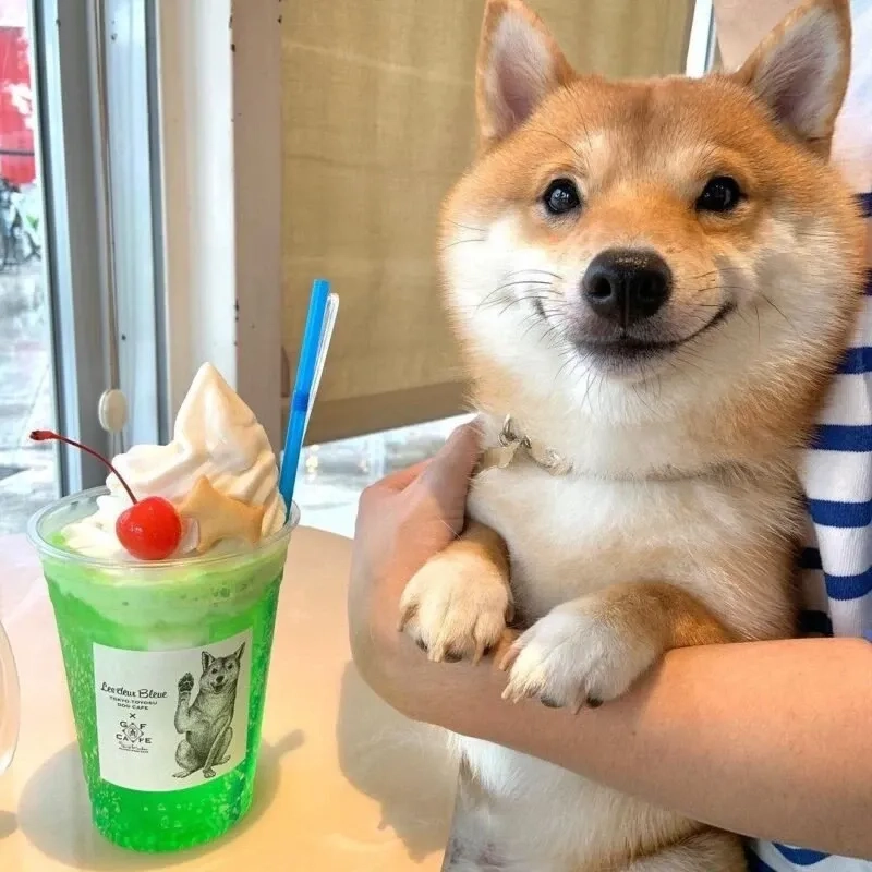 Meme shiba bonk ngộ nghĩnh và hài hước thú vị khó cưỡng