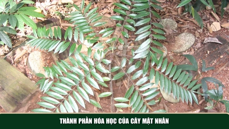 Tổng hợp các thành phần hóa học có trong cây mật nhân