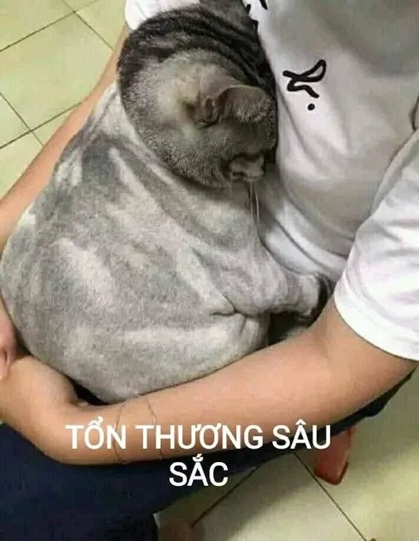 Ảnh meme vô tri cute dễ thương với tình huống sáng tạo đáng yêu