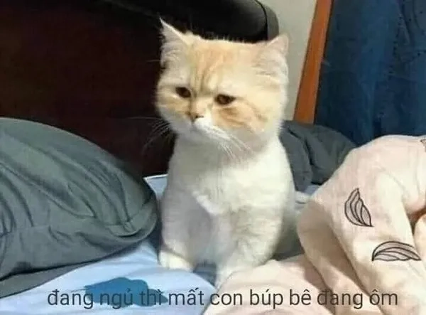 Ảnh chế ảnh chế mèo vô tri meme hài hước với tình huống độc đáo