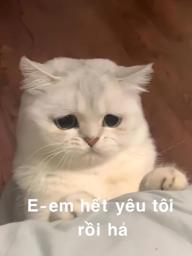 Meme xin lỗi ny hài hước với biểu cảm đáng yêu