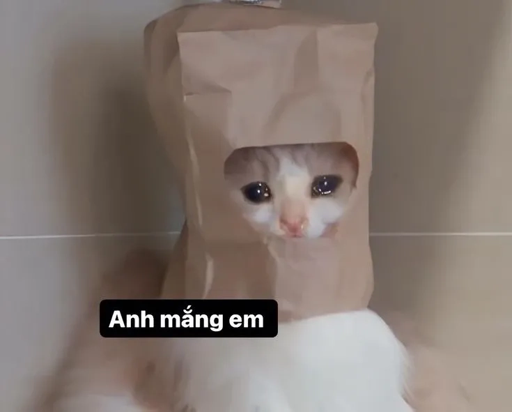 Mèo meme xin lỗi thú vị và hài hước trong mọi hoàn cảnh