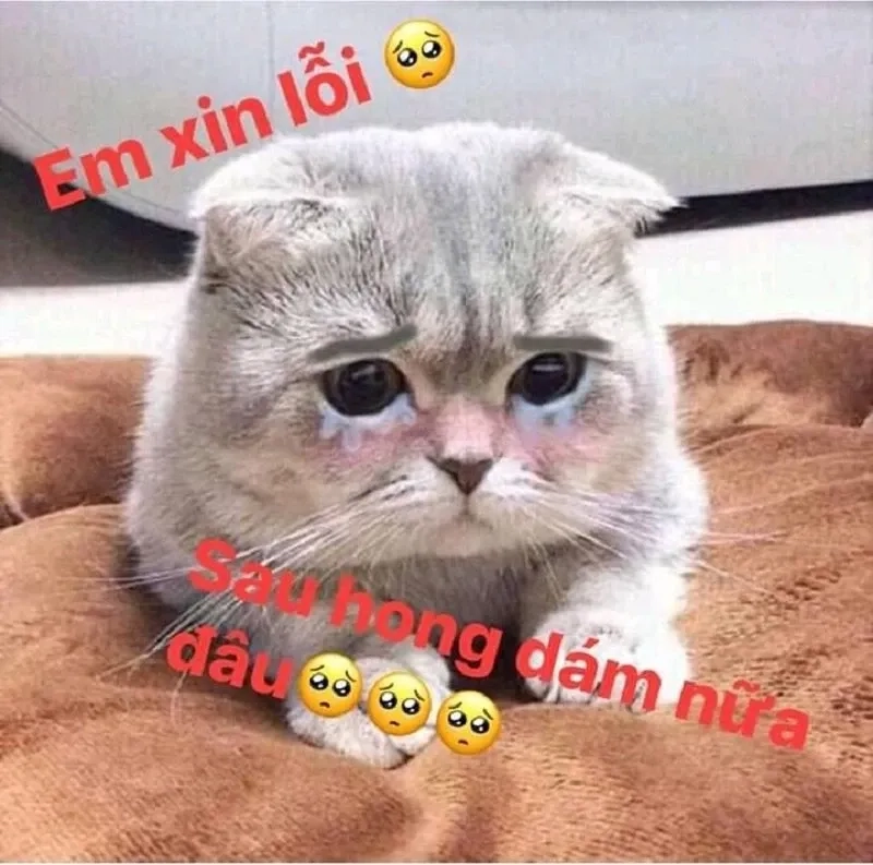 Ảnh xin lỗi meme ngộ nghĩnh và đáng yêu cho mọi tình huống