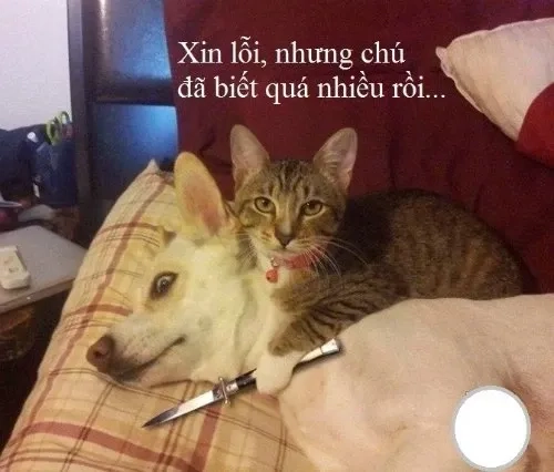 Meme anh xin lỗi ngộ nghĩnh và đáng yêu trong mọi hoàn cảnh