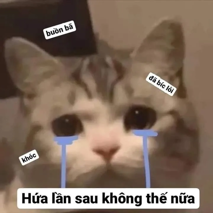 Bựa cute meme mèo xin lỗi hài hước với phong cách độc lạ