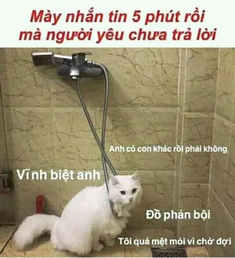 Xin lỗi người yêu meme với phong cách dễ thương và thú vị