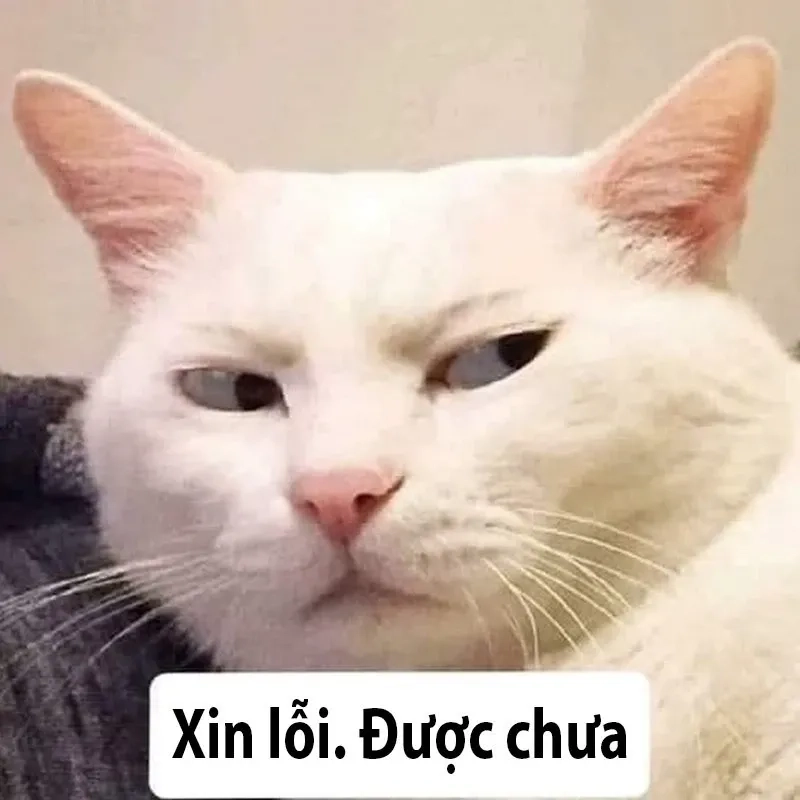 Quỳ xuống xin lỗi meme hài hước với hình ảnh sáng tạo