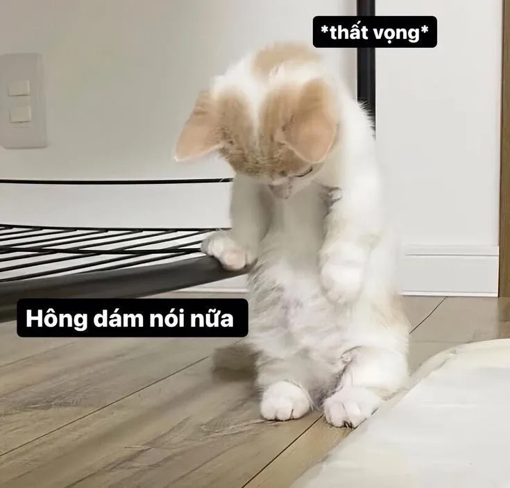  Meme quỳ lạy xin lỗi thú vị và đáng yêu trong mọi tình huống