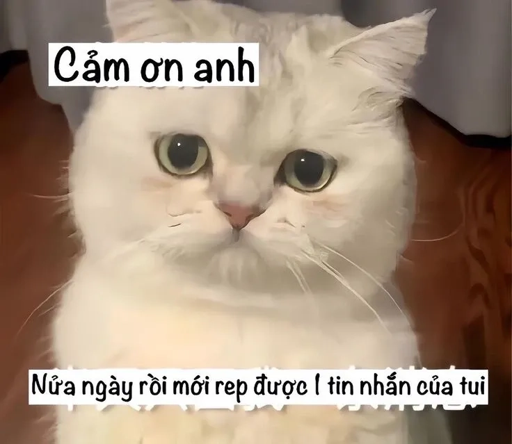 Cúi đầu xin lỗi meme hài hước với biểu cảm độc đáo