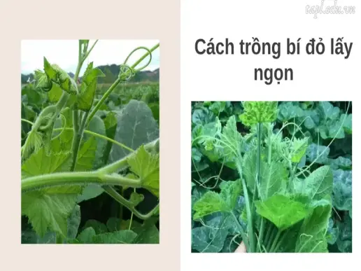 Cách trồng bí đỏ cho quả quanh năm, năng suất cao