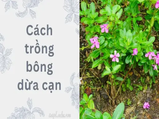 Cách trồng bông dừa cạn nở rực đúng thời điểm