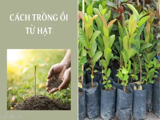 Cách trồng ổi đơn giản cho năng suất cao, ít sâu bệnh