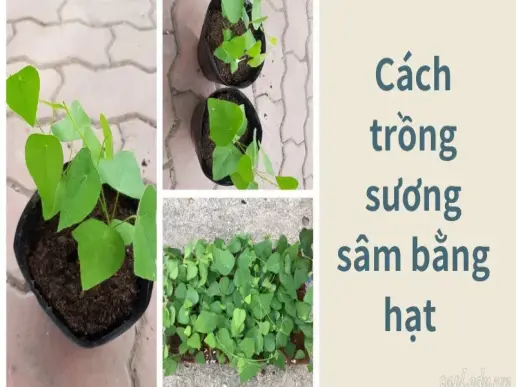 Cách trồng cây sương sâm cho lá to, nhiều và xanh tốt nhất