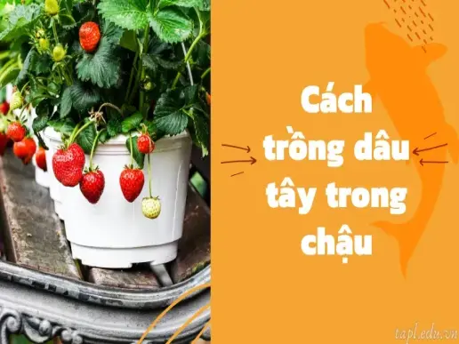 Cách trồng dâu tây tại nhà cho người mới bắt đầu