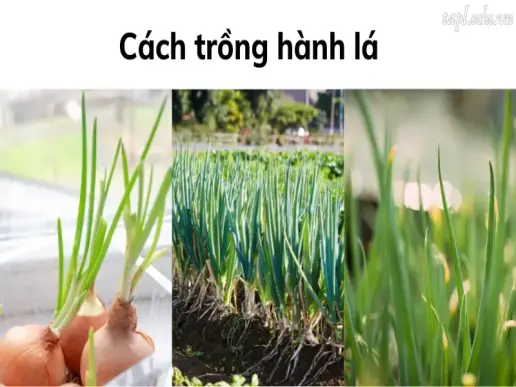 6 Cách trồng hành lá đơn giản, xanh tốt chỉ sau 20 ngày