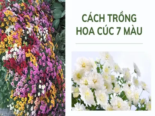 Cách trồng hoa cúc 7 màu đúng cách, cho hoa nở đều quanh năm