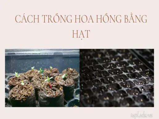 Cách trồng hoa hồng đơn giản cho hoa quanh năm